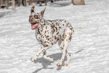 Close-up shot of beautiful Dalmatian dog in winter