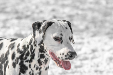 Close-up shot of beautiful Dalmatian dog in winter