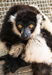 Mono lemur