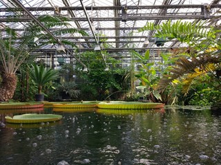Fototapeta na wymiar Water lily in greenhouse