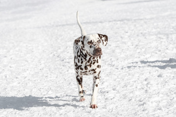 Close-up shot of beautiful Dalmatian dog in winter