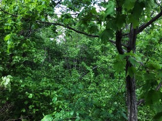 a trip to Mount Toratau