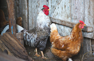 rooster and chicken