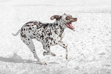Close-up shot of beautiful Dalmatian dog in winter