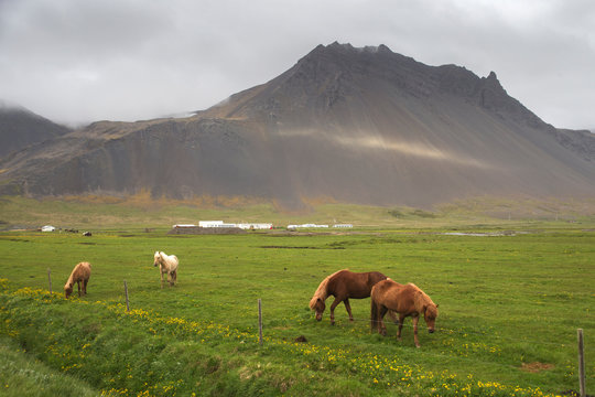Image of beautiful horses from Iceland.