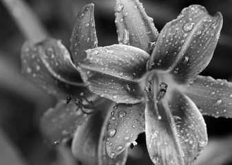 Fotobehang Waterlelie Zwart-witte bloesemlelie bloemen met waterdruppels op zondag