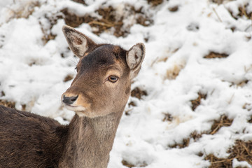 Close-up portrait of Fallow deer (Dama Dama) in winter