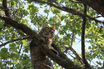 Cat on a tree