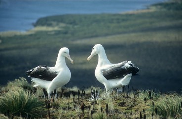 Antarctica; King Albatross on Campbell island