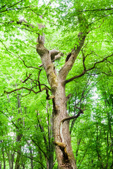 Fototapeta na wymiar Big old oak tree in green spring forest