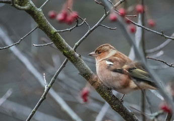 Buchfink im Beerenstrauch