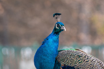 Naklejka premium Close up photo beautiful indian peafowl - Pavo cristatus