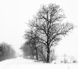 winter road and trees