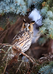 A Long-eared Owl (Asio otus) sitting on a tree