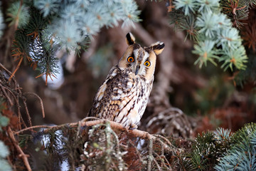 A Long-eared Owl (Asio otus) sitting on a tree and looking on the camera