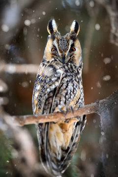 A Long-eared Owl (Asio otus) sitting on a tree