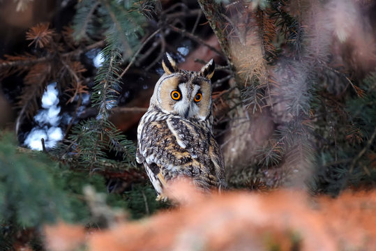 A Long-eared Owl (Asio otus) sitting on a tree