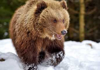 Obraz premium Wild brown bear on the snow in winter forest