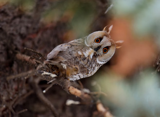A Long-eared Owl (Asio otus) sitting on a tree and looking on the camera