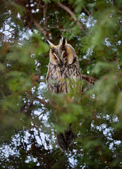 A Long-eared Owl (Asio otus) sitting on a tree