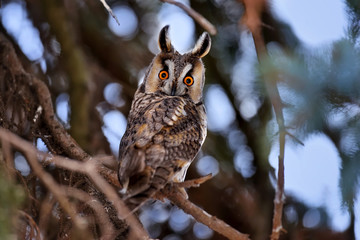 A Long-eared Owl (Asio otus) sitting on a tree and looking on the camera
