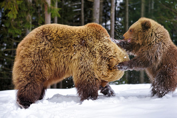 Obraz premium Bear mother and cub playing in the winter forest