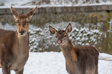 Portrait of a young  red deer and mother (Cervus elaphus)
