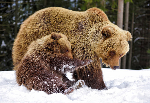 Bear mother and cub playing in the winter forest
