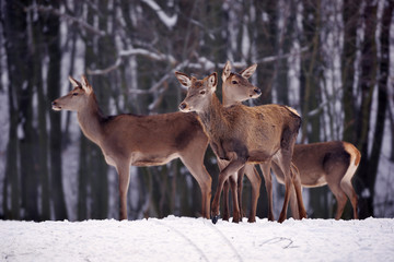 Young deers over the forest background in winter