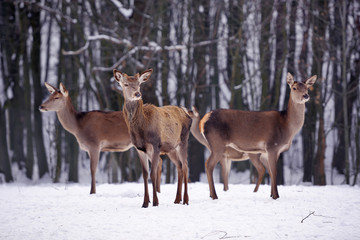 Naklejka na ściany i meble Young deers over the forest background in winter