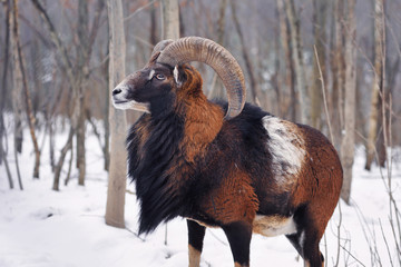 Mouflon Male (Ovis musimon) in the winter forest, horned animal in nature habitat
