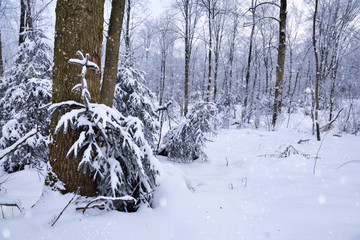Winter forest in a frosty snowy day