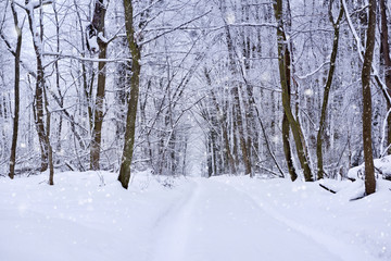 Winter landscape. Country road through forest with snow