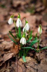 White fresh snowdrops bloom in the forest in spring. Tender spring flowers snowdrops harbingers of warming symbolize the arrival of spring.