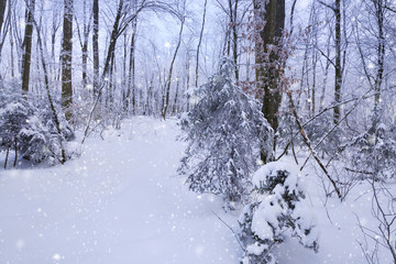 Winter forest in a frosty snowy day