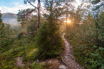 morning in the forest