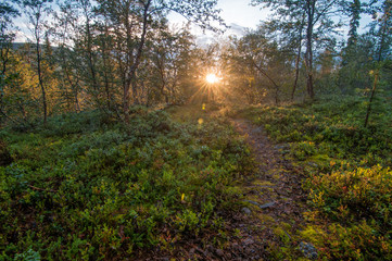 road in the forest