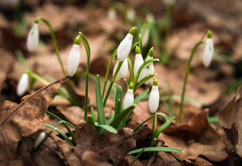 White fresh snowdrops bloom in the forest in spring. Tender spring flowers snowdrops harbingers of warming symbolize the arrival of spring.