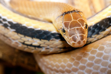 Copper-headed elaphe snake (coleognathus radiatus) agressive but not poisonous