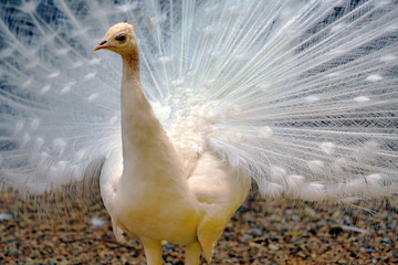 White peacock (Pavo cristatus) with open tail