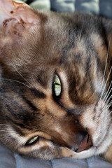 Male four year old Blue Marbled Bengal Corsican domestic cat, breed derived from the Asian Leopard