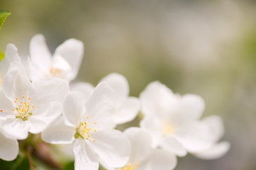 Fototapeta na wymiar Apple blossom close-up. Selective focus and very shallow depth of field.