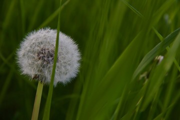 Fototapeta premium Plantin Seeds of Dandelion 