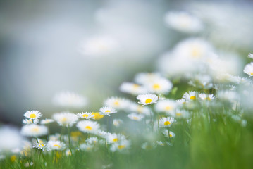 Daisies (Bellis perennis) in the field. Summer view. Selective focus and very shallow depth of field. © ekim