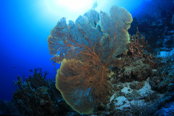 Beautiful fan coral in the Osprey reef 
