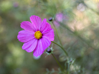 Fototapeta premium Cosmos bipinnatus blooming in the garden