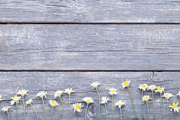 Chamomile flowers on grey wooden table