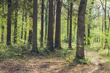 Green forest in spring