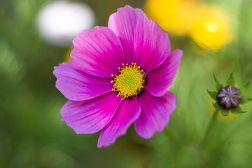 Obraz premium Cosmos bipinnatus blooming in the garden