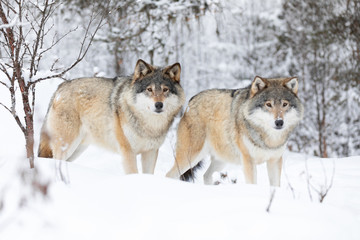 Two beautiful wolves in cold winter landscape
